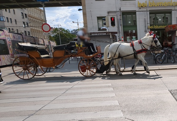 A horse-drawn carriage. The horses are white. The carriage is light brown.